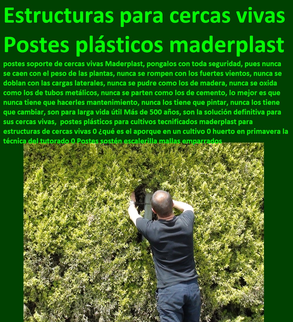 postes plásticos para cultivos tecnificados maderplast para estructuras de cercas vivas 0 ¿qué es el aporque en un cultivo 0 huerto en primavera la técnica del tutorado 0 Postes sostén escalerilla mallas emparrados postes plásticos para cultivos tecnificados maderplast para estructuras de cercas vivas 0 ¿qué es el aporque en un cultivo 0 huerto en primavera la técnica del tutorado 0 Postes sostén escalerilla mallas emparrados postes plásticos para cultivos tecnificados maderplast para estructuras de cercas vivas 0 ¿qué es el aporque en un cultivo 0 huerto en primavera la técnica del tutorado 0 Postes sostén escalerilla mallas emparrados